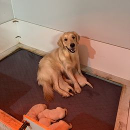 Golden Retriever Puppies from Halcyon Kennels