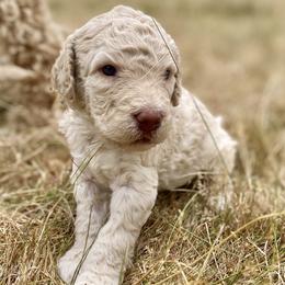 Baloo - Cream male Labradoodle puppy in Toledo, Washington from Bigfoot Doodles