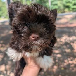 Socks - Liver male Yorkshire Terrier puppy in Gaylesville, Alabama from Sweet Alabama Yorkies