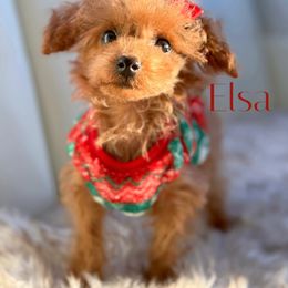 Elsa - Red  female Poodle puppy in Gilbert, Arizona from My Poodle Bears