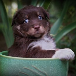 Hey Jude - Red tri-color female Australian Shepherd puppy in Lexington, South Carolina from Lightspeed Kennels