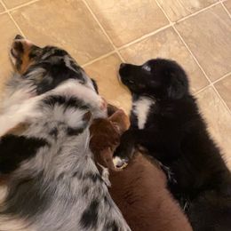 Australian Shepherd Puppies from Saddle Creek Australian Shepherds