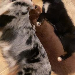Australian Shepherd Puppies from Saddle Creek Australian Shepherds
