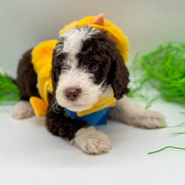 Cairo - Brown and white Aussiedoodle puppy in Claremont, North Carolina from Magnolia Grove Farms