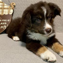 Miniature Australian Shepherd Puppies from Arch Hill Mini Aussies