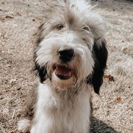 Aussiedoodles, Goldendoodles, Pembroke Welsh Corgis, and Sheepadoodles from The Puppy Stables