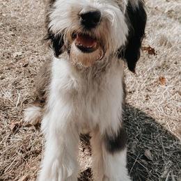 Aussiedoodles, Goldendoodles, Pembroke Welsh Corgis, and Sheepadoodles from The Puppy Stables