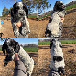 Blue roan girl - Blue roan female English Cocker Spaniel puppy in Millen, Georgia from Pine Hill Kennels