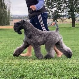 Kerry Blue Terriers from PennTerra's Kerry Blue terriers
