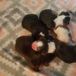 Australian Shepherd Puppies from Covenant View Farm Australian Shepherds