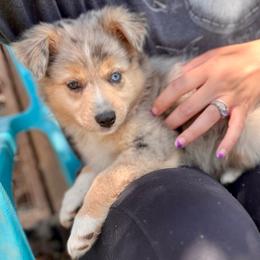 Leia - Blue merle Australian Shepherd puppy in Amarillo, Texas from Luna’s Mini Aussies