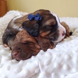 Bernedoodle and Bernese Mountain Dog Puppies from KEE Bernedoodles