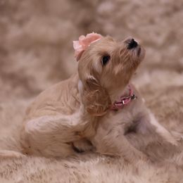 Goldendoodle Puppies from Hogan Family-Raised F1b Gooldendoodles
