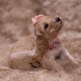 Goldendoodle Puppies from Hogan Family-Raised F1b Gooldendoodles