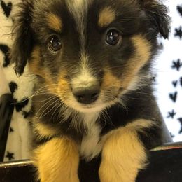 Australian Shepherds from Duffy's Mini Aussies