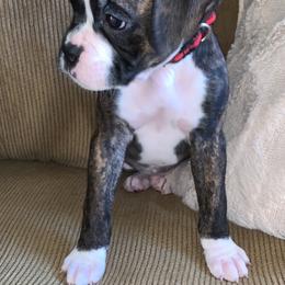 Boxer Puppies from Georgia Boxer Puppies
