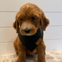 Black Collar Boy - Apricot male Goldendoodle puppy in San Augustine, Texas from Vintage Doodles