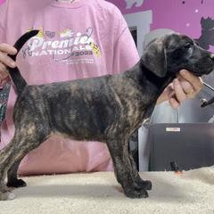 Brindle F - Brindle female Mountain Cur puppy in Georgetown, Ohio from Walnut Ridge Mountain Curs