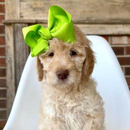 Fawn - Cream female Goldendoodle puppy in Pulaski, Tennessee from Doodle My Heart