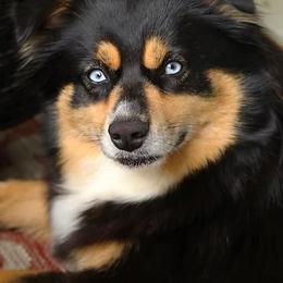 Charli - Miniature Australian Shepherd