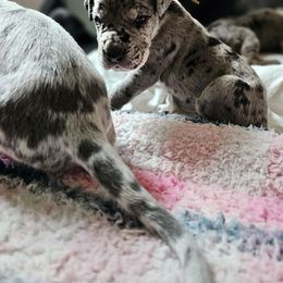Yellow collar - Merle female Great Dane puppy in Warren, Ohio from Loyal-Loves Great Danes