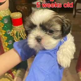Eva - Black and white female Shih Tzu puppy in Ogden, Utah from With Love
