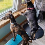 Lurcher and Whippet All Grown Up from River Valley Canines