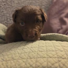 Australian Shepherd Puppies from Heartstead Haven Australian Shepherds