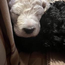 Poodle Puppies from Amanda Winrotte