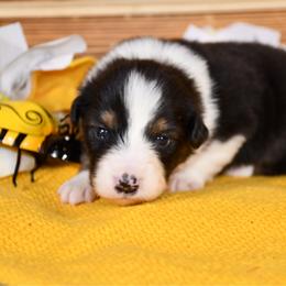 Buttercup - Black tri-color female Australian Shepherd puppy in Kirksville, Missouri from BellSharps Australian Shepherds