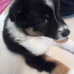 Jet - Black tri male Miniature American Shepherd puppy in Santa Rosa, California from BennettValleyAussies