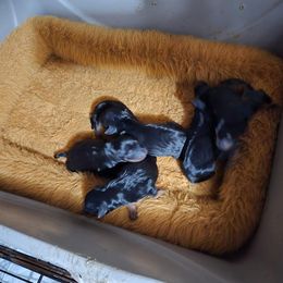 Puppy - Black and tan male Miniature Pinscher puppy in Mulberry, Florida from Keltic Kennels Miniature Pinschers
