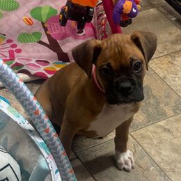 Lola - Fawn female Boxer puppy in Elyria, Ohio from Just-A-Wyn Boxers