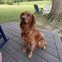 Kirby - Golden Retriever