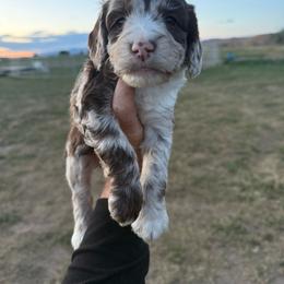 Omelet - Parti male Springerdoodle puppy in Clifton, Idaho from Little Mountain Springers, Springerdoodles & Poodles