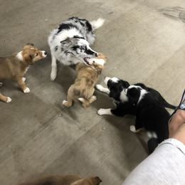 Border Collie Puppies from Burke BC’s