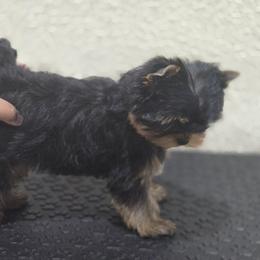 Girl 1 - Black and gold female Yorkshire Terrier puppy in Kissimmee, Florida from Twilights Yorkies FL