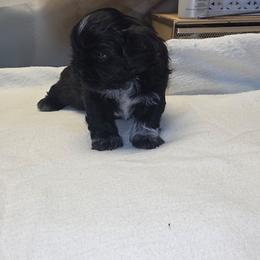 Fuji - Black and white male Shih Tzu puppy in Mesa, Arizona from House of Zen Shihtzus