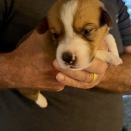 Pembroke Welsh Corgi Puppies from Connie’s Corgies
