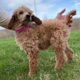 Lavender - Apricot female Poodle puppy in Greenwich, New York from MizzElle’s Standard Poodles