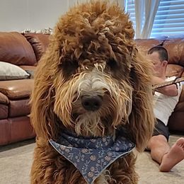 Dolly - Goldendoodle