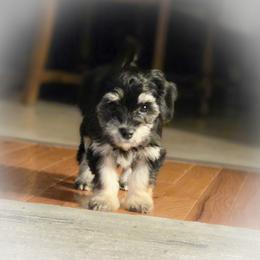 Beauty - Black and tan female Cavapoo puppy in Medina, Ohio from Momma's Minis