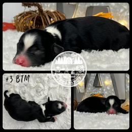 Australian Shepherd, Miniature American Shepherd, Miniature Australian Shepherd, and Toy Australian Shepherd Puppies from JKKJ Farms