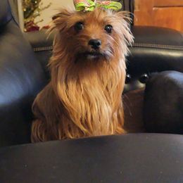 JoJo - Yorkshire Terrier