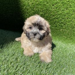 Cockapoo Puppies from Puppie Poos 4 U