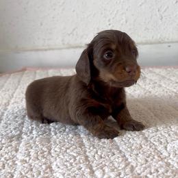 Bell - Chocolate and tan female Dachshund puppy in Temecula, California from Naomi Magee's Dachshund Kennel