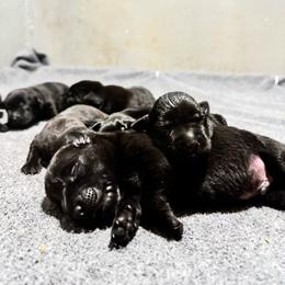 Bingo - Black male Labrador Retriever puppy in Mount Olive, Mississippi from 3 King Kennels