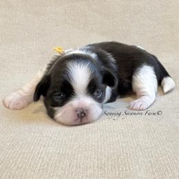 Black and White Female - PENDING - Black and white female Shih Tzu puppy in Waynetown, Indiana from Swaying Sycamore Farm