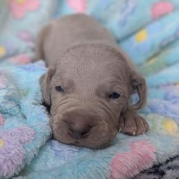 Silver boy 1 - Silver gray male Weimaraner puppy in Rancho Cucamonga, California from Freehart's Weimaraners