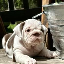Bulldog Puppies from Bullgodz English Bulldogs